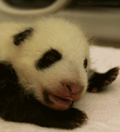 熊猫 幼崽 可爱 呆萌