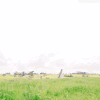 草坪 远景 走路 白色天空