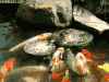 鸭子 duck 喂食 搞笑