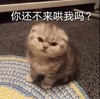 萌宠 猫星人 你还不来哄我吗 可怜 呆萌 可爱