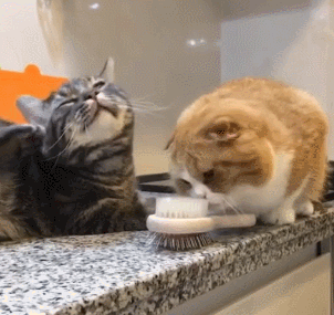 猫咪  玩耍  梳子  嫌弃  可爱