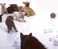 动物 萌宠 狗 猫
