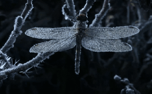 动物 纪录片 结冰 蜻蜓 隐秘王国