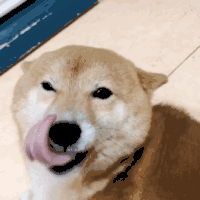 萌宠 汪星人 柴犬 眨眼 动图