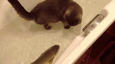 小金鱼 猫咪 浴缸 可爱