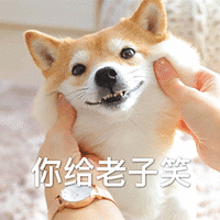 萌宠 狗 汪星人 你给老子笑 搞怪