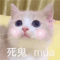 猫咪 可爱猫 死鬼 mua