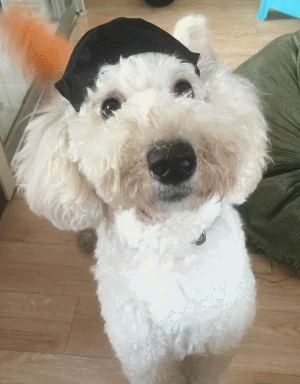 狗狗 可爱 戴帽子 恶搞