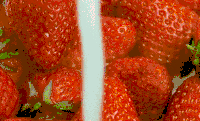 草莓 好吃 红色 香甜