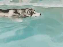 小狗 水池 游泳 狗刨