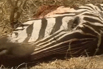 斑马 动物 肉 剥皮
