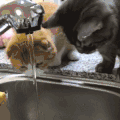猫咪 可爱 喝水 好奇