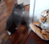 喵星人 搞笑 猫咪 萌宠 猫