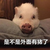萌宠 猪 是不是外面有人 外面有动静 可爱 机灵