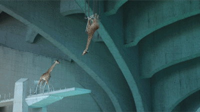 长颈鹿 跳水 水池 优美 搞笑 自信 giraffe