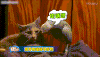 猫咪 眼神 高冷 鹦鹉