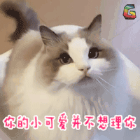猫 萌宠 可爱 soogif soogif出品 你的小可爱并不想理你