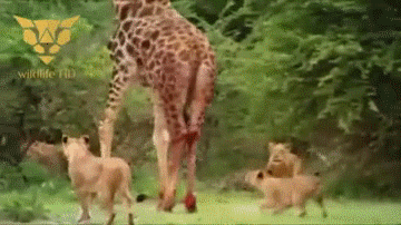 长颈鹿 狮子 撕咬 脚踢
