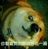小狗 无奈 直视 你看着我的眼睛再说一遍