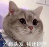 萌宠 猫星人 还有头发 我还能学 搞怪 逗