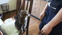 萌宠 猫咪 挠手 可爱
