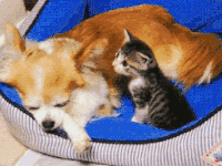 萌宠 可爱 小猫 小狗