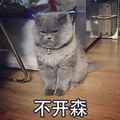 猫咪 不开森