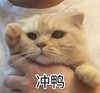 萌宠 喵星人 冲鸭 加油 呆萌 搞怪