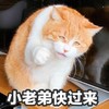 萌宠 喵星人 小老弟快过来 到这边来 憨憨 调皮