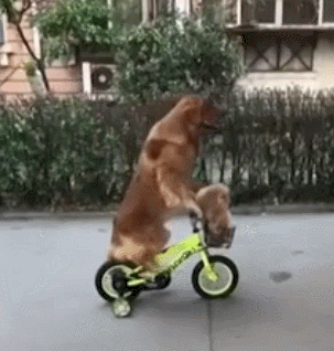 萌宠 狗狗 母子俩 骑车