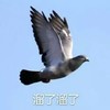 萌宠 鸽子 溜了溜了 再见 搞怪 逗