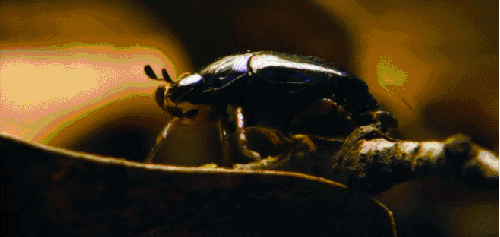 动物 尼罗河-终极之河 爬 甲虫 纪录片