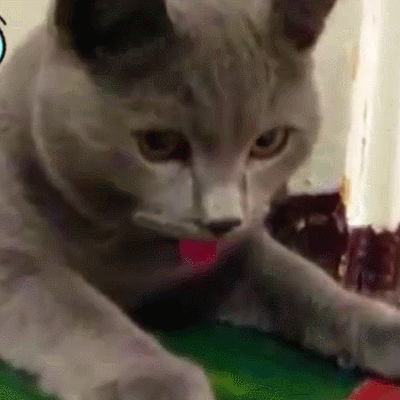 喵星人 搞笑 萌宠 可爱 猫咪