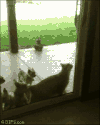 小猫 小狗 跳跃 开门