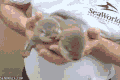 水獭 捧 幼崽 otter