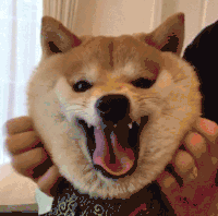 狗狗 挠痒痒 舒服 张嘴