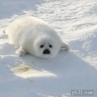 在雪地里 向前爬 好累啊 北极熊