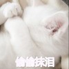 萌宠 猫星人 偷偷抹泪 伤心 呆萌 可爱