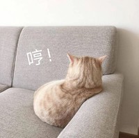 猫咪 生气 沙发 哼