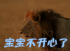 萌宠 狮子 lion 宝宝不开心了