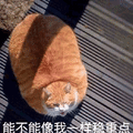 猫 稳重点