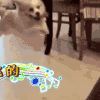 萌宠 动物 狗 卖萌