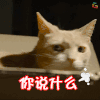 你说什么