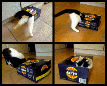 猫咪 淘气 卖萌 盒子