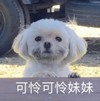 萌宠 汪星人 可怜可怜 无奈 搞怪 呆萌