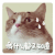 我什么都不知道 猫咪 流汗 可爱