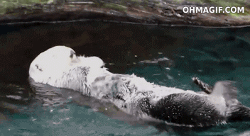水獭 抓 挠 扑腾 享受 慵懒 安逸 otter