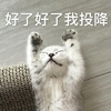 萌宠 喵星人 好了好了 我投降 呆萌 可爱