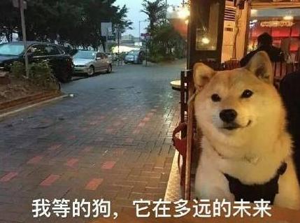 汪星人 单身狗 搞笑 文字表情包 光棍节