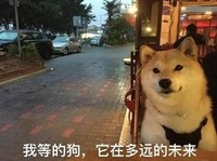 汪星人 单身狗 搞笑 文字表情包 光棍节